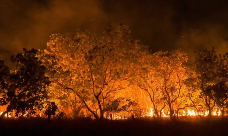 Crise Ambiental no Brasil: Uma Pandemia de Incêndios