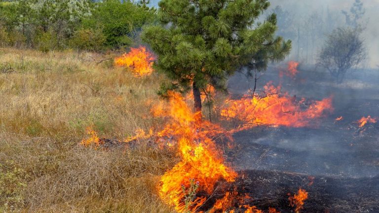 Brasil registra mais de 154 mil focos de calor em 2024, com destaque para a Amazônia e o Pantanal